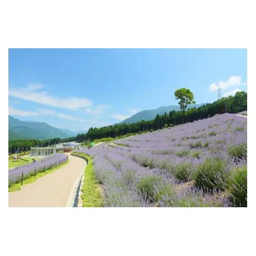 ラベンダーの贈り物[072]