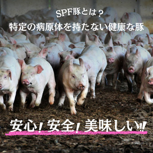 【6ヶ月定期便】千葉県産 下山農場 SPF豚 「 ほころぶた 」（ 焼き肉用 ） ／ SPF豚 豚肉 ほころぶた 焼き肉 焼肉 ロース 肩ロース 定期便