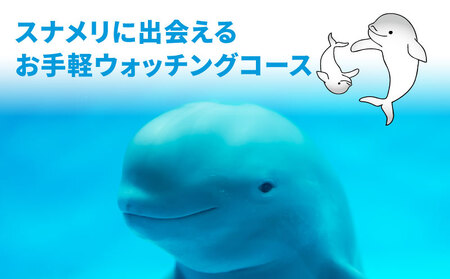 イルカウォッチング