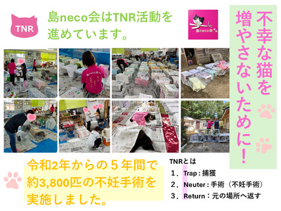 【返礼品なし】猫愛護活動支援 NFN642 【100PT】// 特定非営利活動法人　種子島 島neco会