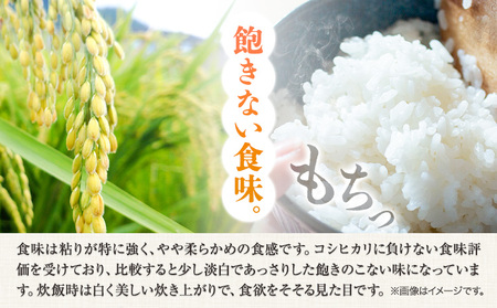 【令和7年産】 無洗米 8kg お米 8キロ 国産 岡山県産 きぬむすめ 8kg(2kg×4袋) 全農パールライス株式会社《30日以内に出荷予定(土日祝除く)》 岡山県 浅口市 送料無料 こめ 精米 きぬむすめ お取り寄せ