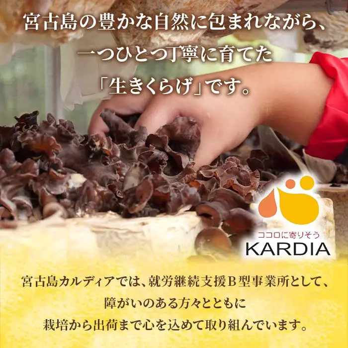 宮古島産生きくらげ（５パック）（KD01）