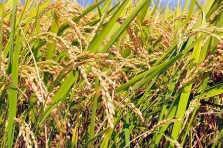 米 令和7年 長野県産 コシヒカリ 5kg（精米） [大北農業協同組合 長野県 池田町 48110835] 