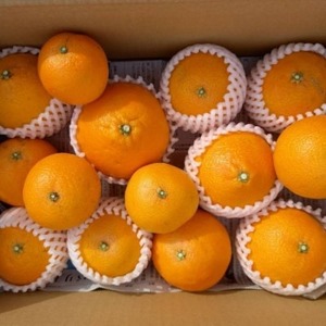 紅まどんなと同品種】【訳あり】まどんな 5kg | 愛媛県愛南町