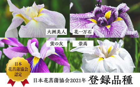 観葉植物 花しょうぶの苗5品種5ポットセット  観葉植物[AGBG001]