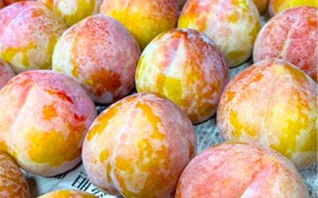 ≪先行予約令和8年度発送≫ 山形県産 大きめサイズのすもも秋姫 1.5kg 秀品 贈答品 FSY-2649