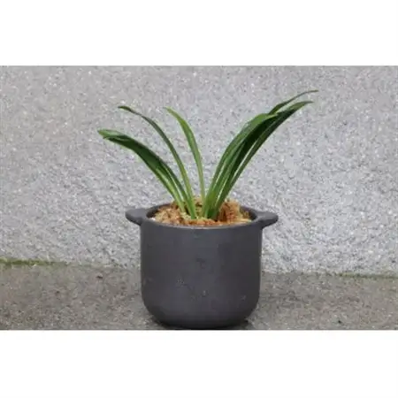はじめての縁起植物!おもとデビューセット(小株・鉢仕立て)【1655544】