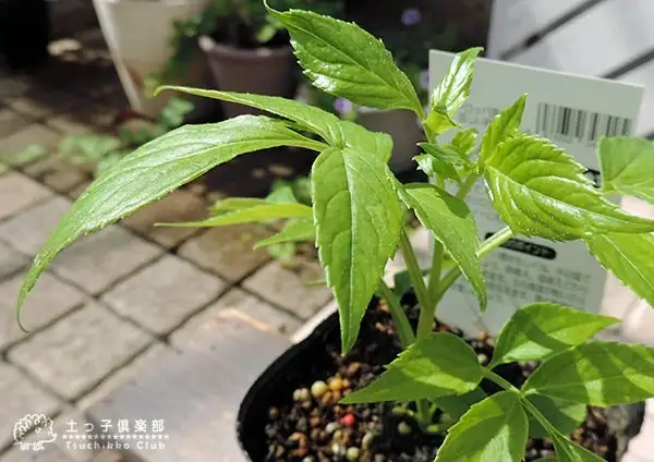 エルダーフラワー（西洋ニワトコ オーレア）9cmポット苗【花苗 花 季節の花 花セット ガーデニング 家庭菜園 園芸 初夏 夏 花壇 庭 鉢 玄関 プランター 寄せ植え おうち時間 趣味 ベランダ 土っ子倶楽部 プレゼント ギフト 】