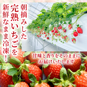 まるは食堂　マルハリゾート　いちごの丘の『 訳あり 』完熟冷凍いちご 500g