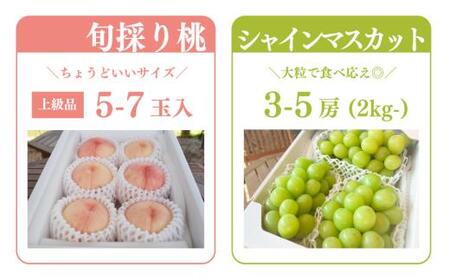 桃も葡萄もしっかり食べたい！旬桃とシャインマスカットの満足便 (定期便) (岡山県産) / 8月10月 【2026年先行予約】 【KF-T062-02】