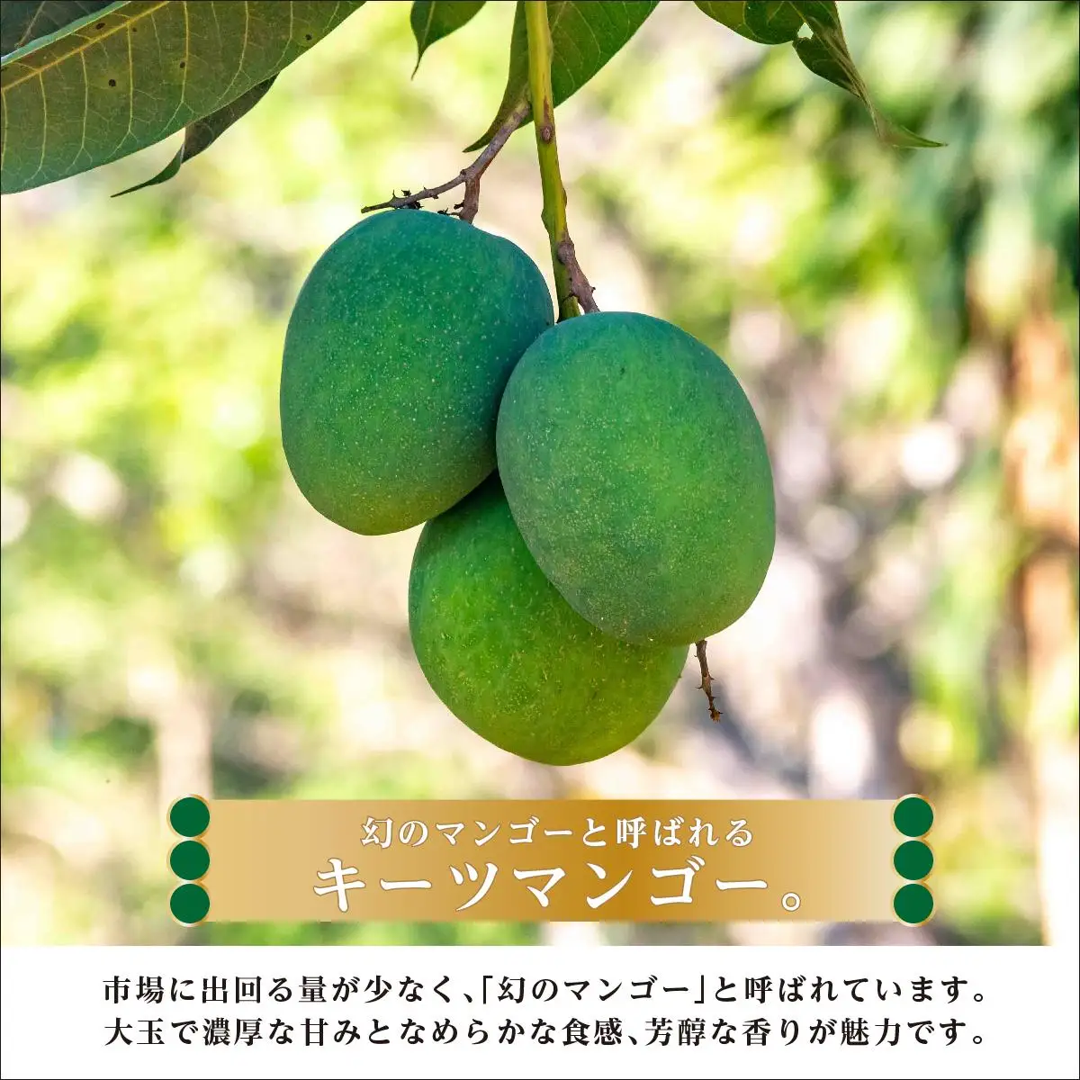 キーツマンゴー1kg  贈答用   