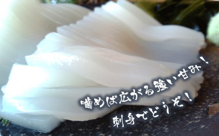 【便利な個包装】高級朝どれ白いか丸ごと3本セット【ぜひお刺身で！】｜イカ 剣先イカ 烏賊 母の日 父の日