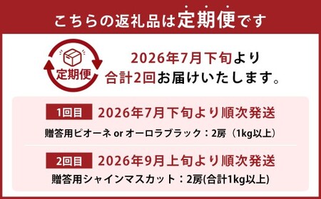 【2回定期便】 贈答用 ピオーネ or オーロラブラック 2房 （1kg以上） ＆ シャインマスカット 2房 （合計1kg以上） 【2026年7月下旬から順次発送予定】 ／ くだもの 果物 果実 フルーツ ぶどう ブドウ 葡萄 マスカット 冷蔵 岡山県 美咲町