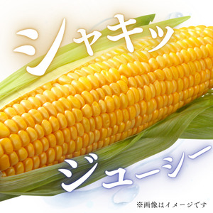 東庄町産　朝採り　とうもろこし（おおもの）　5kg ／ とうもろこし トウモロコシ おおもの 朝採り 産地直送 千葉県 東庄町 送料無料