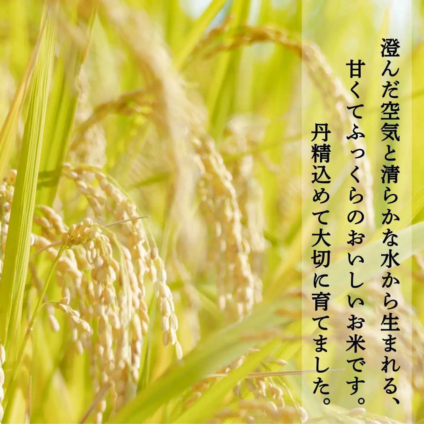 玄米 【10kg】 令和7年産 コシヒカリ 長野県産 【小林農園】7-87