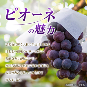 【令和8年発送 先行予約】小林市産 ピオーネ 2kg（ぶどう ブドウ ピオーネ フルーツ 果物 くだもの 先行受付 限定）