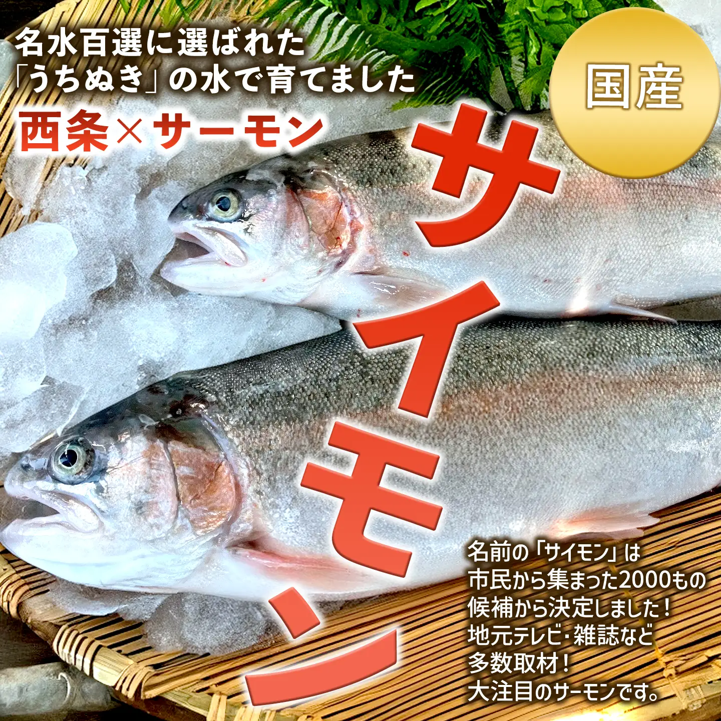 【国産サーモン】西条産陸上養殖サーモン「サイモン」冷凍フィーレ 約400g
