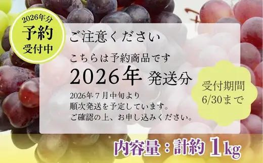 【2026年先行予約】ぶどう詰め合わせ ここにしかないオリジナル品種 おまかせ詰め合わせ２種 約1kg 中村オリジナルぶどう園 ※発送前のご連絡についてご注意ください 希少 オリジナル品種 おまかせ ぶどう 葡萄 ブドウ グレープ フルーツ 果物 くだもの 果汁 こだわり 大阪 河内長野 長野 厳選