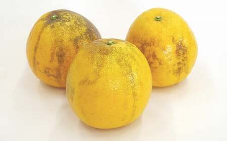 【2026年4月上旬より順次発送】訳あり 河内晩柑 5kg【えひめの町（超）推し！（愛南町）】(374)