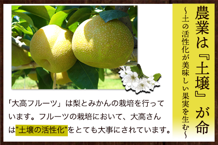 大高フルーツの旬の梨(幸水/豊水/秋麗/あきづき/甘太/新高)★約5kg(8-16玉前後) 予約受付中 フルーツ 秋 旬★熊本県玉名郡玉東町《8月中旬-10月上旬頃出荷》｜ブランド梨 人気梨 特産品梨 熊本県梨 玉東町梨 大人気返礼品 