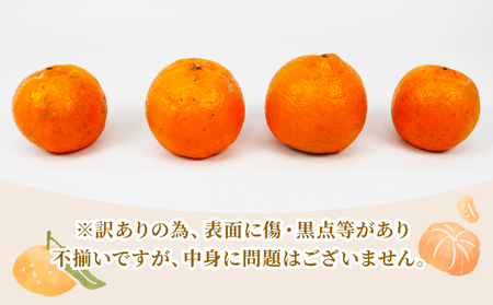 【宇和島産ポンカン】冬の柑橘ポンカン 10kg 矢野青果 B012-171031