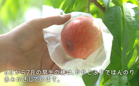 桃 2026年 先行予約 桃 早生種 約900g 3～4玉