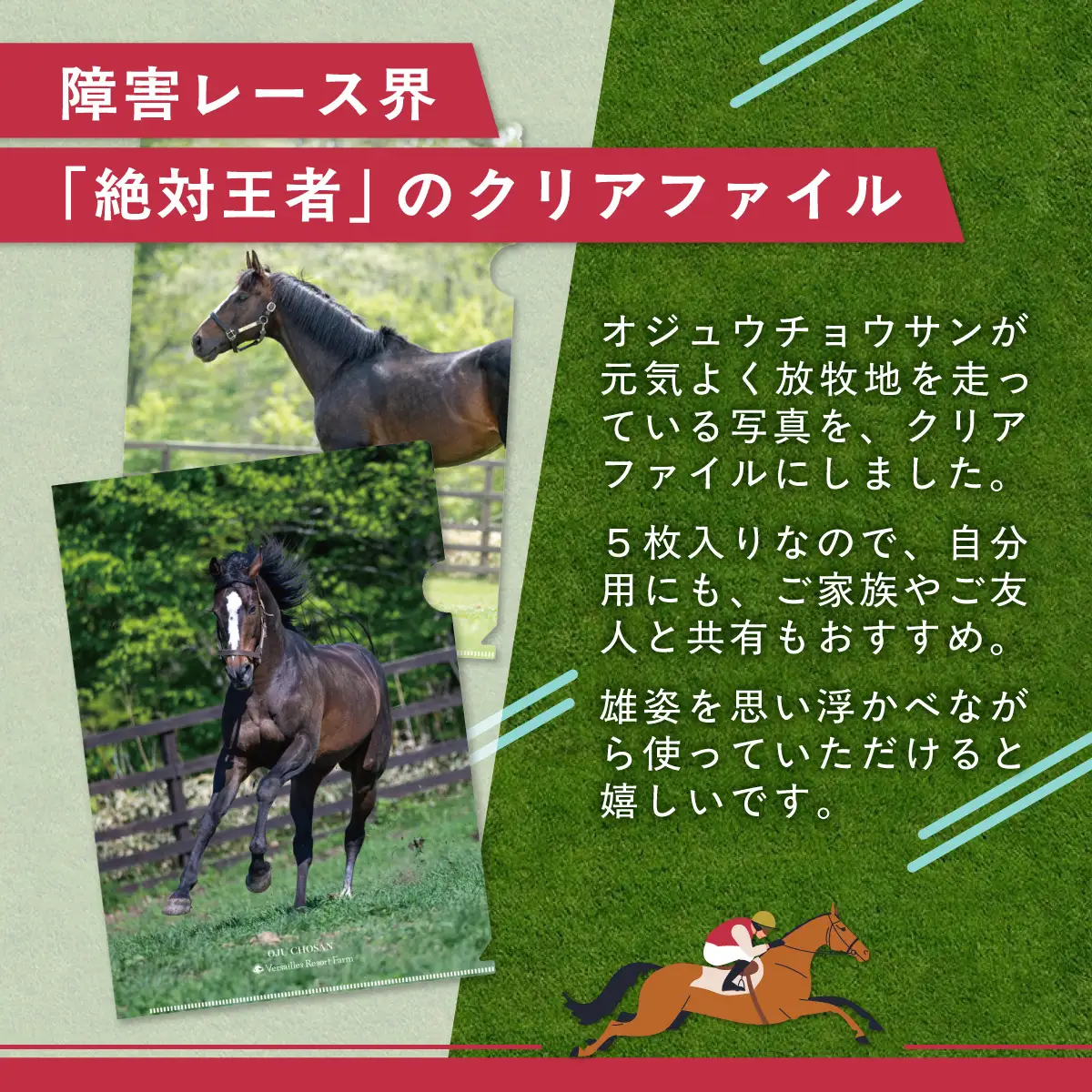 【オジュウチョウサン】クリアファイル（写真）5枚入り BRTV019