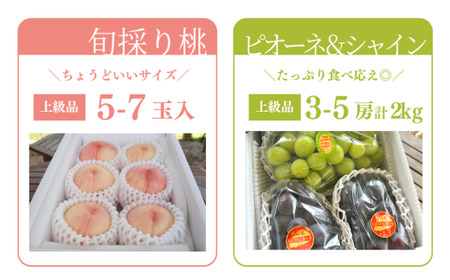 桃(5-7玉)とピオーネ&シャインマスカット(3-5房)の２回便 (定期便)(岡山県産)【KF-T029-02】