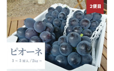 たっぷり食べたい！桃とピオーネ、シャインマスカットが届く３回便 (岡山県産)【KF-T023-02】