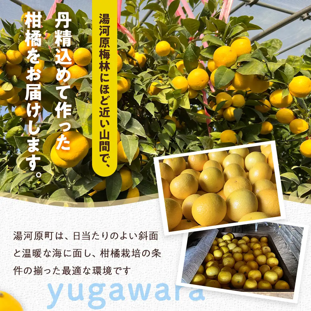 希少フルーツ】熟成・湘南ゴールド(L・Mサイズ)3kg 2027年3月上旬～3月