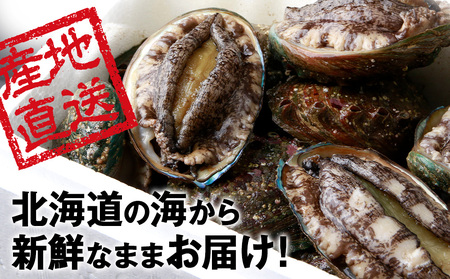 【2026年10月以降発送】活あわび 1kg 木古内産