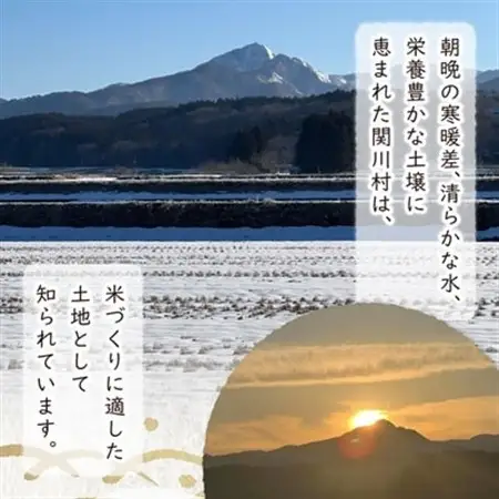 【毎月定期便】炊きたてつやつや 新潟関川村産 岩船米こしひかり精米 5kg [星山米店]全2回【4079622】