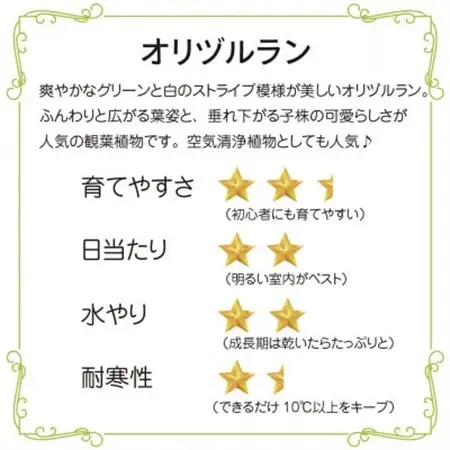 オリヅルラン苔玉  観葉植物 可愛い吊り下げインテリア【1696540】