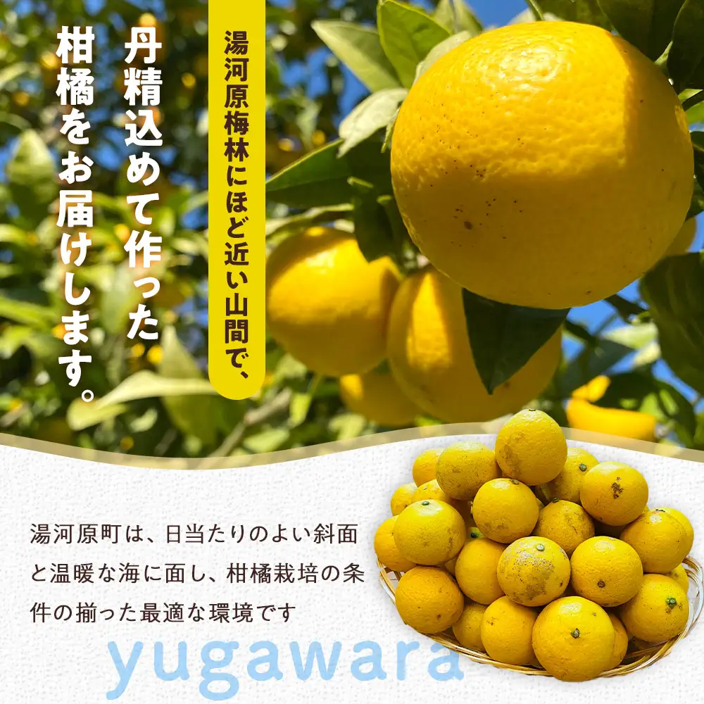 【希少フルーツ】【露地栽培】湘南ゴールド(家庭用)　2kg　2027年3月中旬頃～3月下旬頃発送予定 | 湯河原町 2kg 地域特産品 露地栽培 熟成 柑橘類 フレッシュ