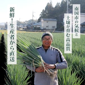 【先行予約 2026年12月～発送】白ねぎ 4kg(20～30本) 長ねぎ