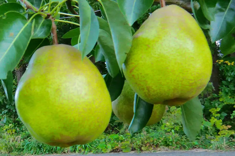 茂木農園 秋田県産 手作りジャムセットA 合計750g（りんご・桃・洋梨 各250g）