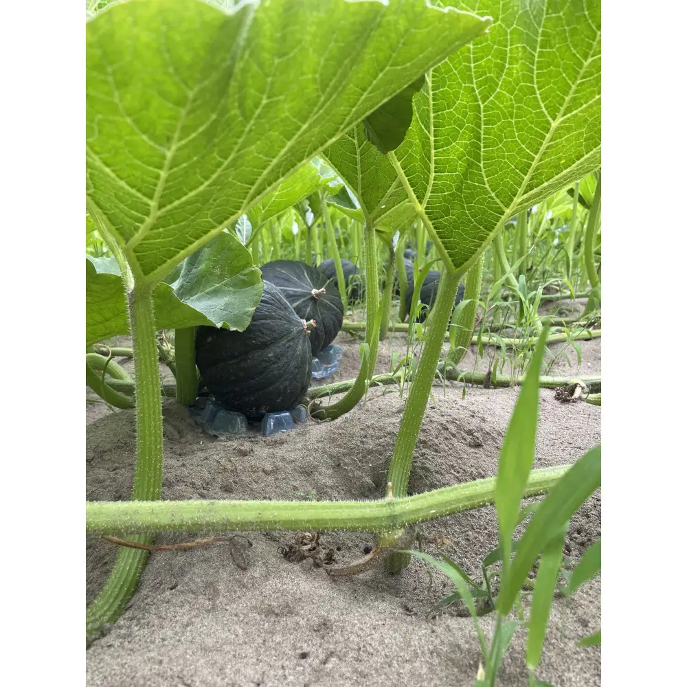 特別なかぼちゃ ikkaプレミアムペースト冷凍
