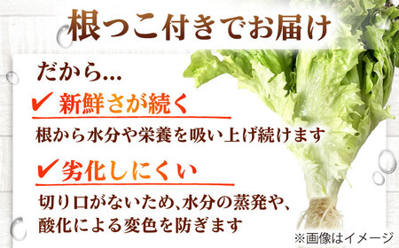 水耕栽培野菜 サニーレタス 6株[BGBT001]