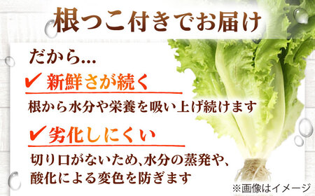 水耕栽培野菜 グリーンリーフ 6株[BGBT002]