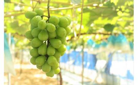 かねひろの「黒酢シャインマスカット（ご家庭用）」　2～3房（約1.2kg） 【2026年9月上旬～9月下旬発送予定】 フルーツ 果物 くだもの ぶどう ブドウ 葡萄 シャイン シャインマスカット 新鮮 マスカット 黒酢シャインマスカット こだわり 国産シャインマスカット 黒酢アミノ酸栽培 ハウス栽培 大粒 中粒 小粒 ご家庭用 佐賀県 太良町 NB26x1