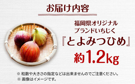 福岡県オリジナル品種　高糖度プレミアムいちじく　とよみつひめ約1.2kg／2026年9月-10月頃より発送予定 桂川町/一般社団法人地域商社ふるさぽ[ADCF015]