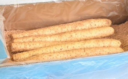 青森県産「長いも」（約5kg） ながいも 長芋 | 青森県三戸町
