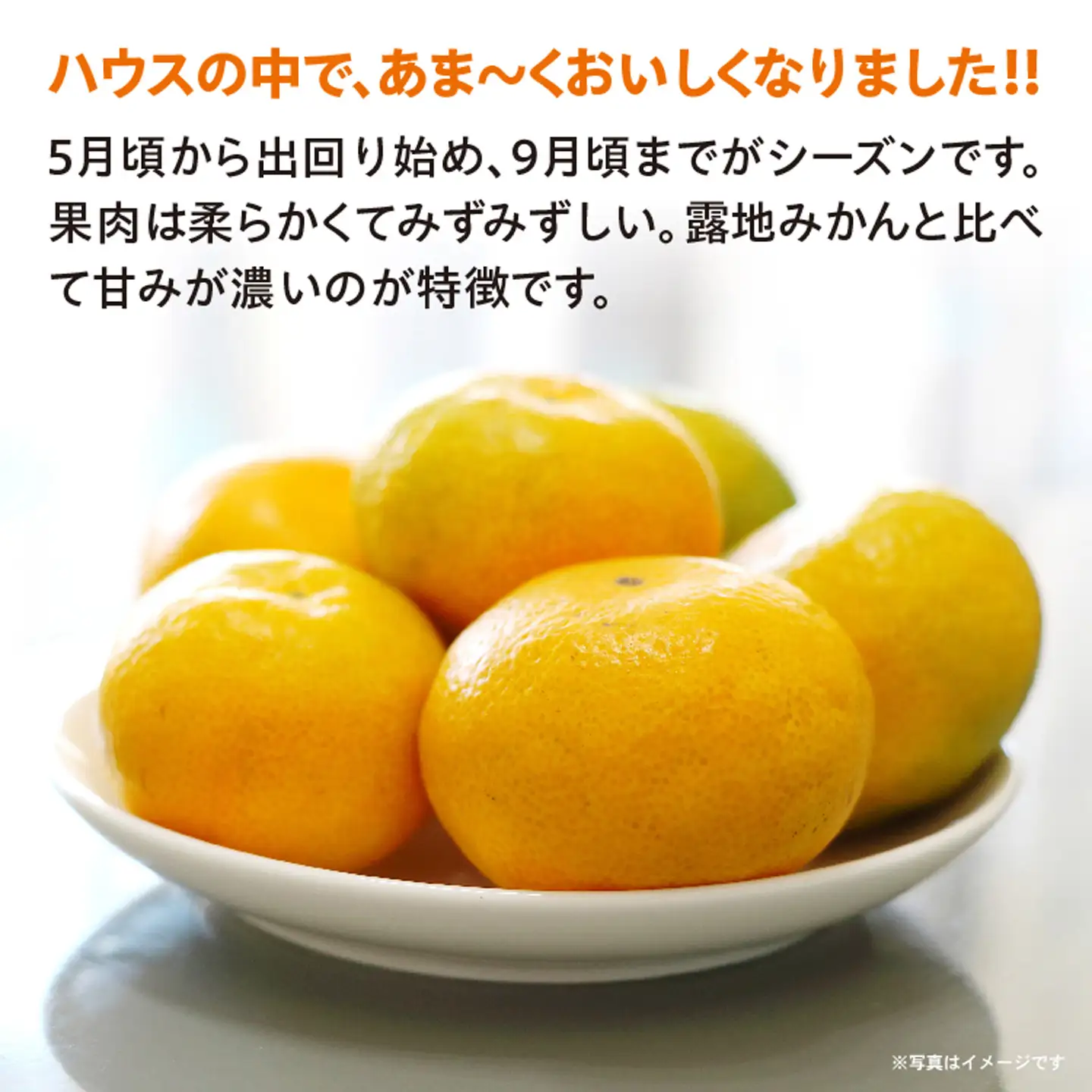 ハウスみかん 約1kg _c-139