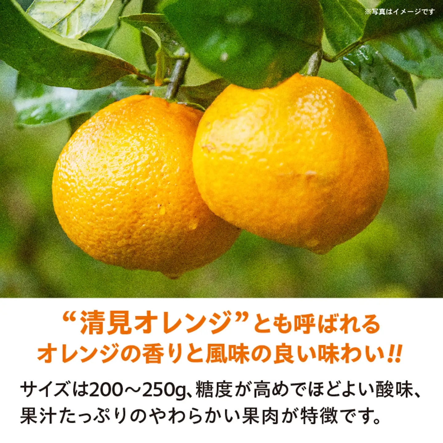 清見（きよみ）みかん 約8kg _c-141