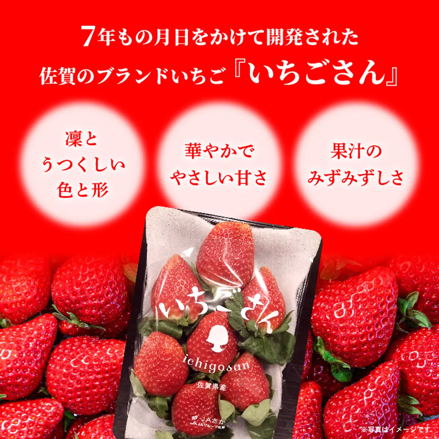 いちごさん 4パック _b-496