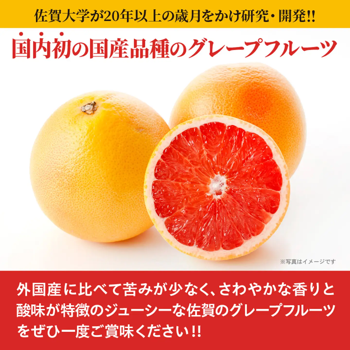 さがんルビー 5kg（グレープフルーツ） _c-138