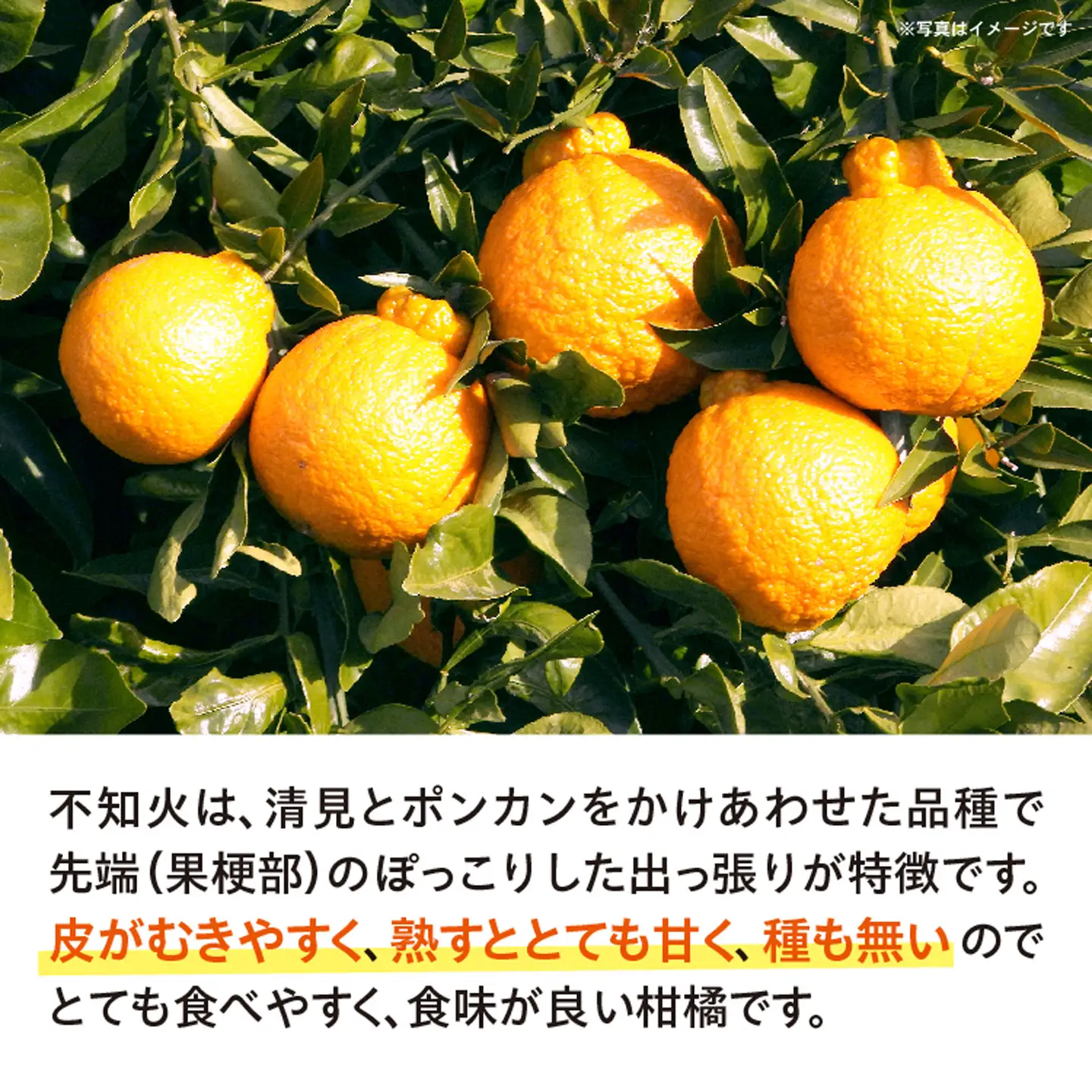 不知火 しらぬい 約5kg _c-143