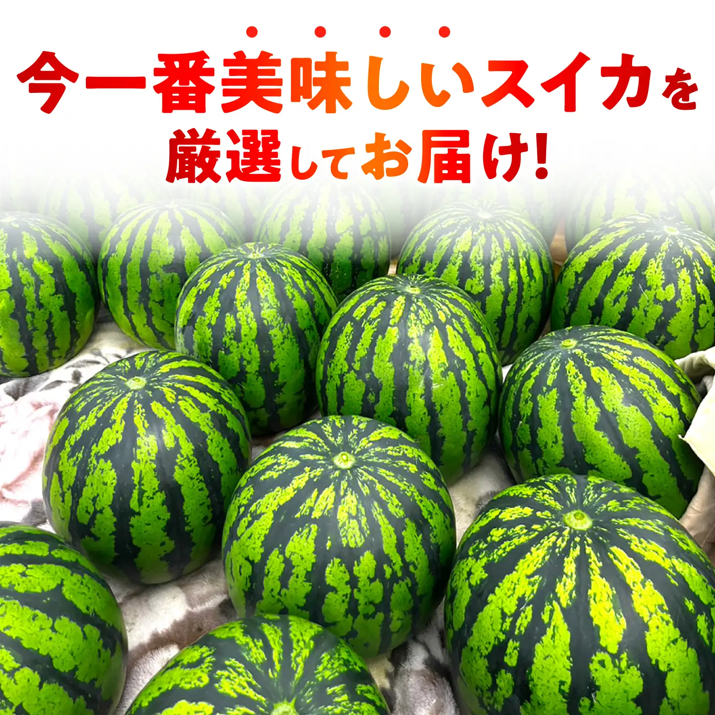 【先行予約】 厳選 2玉！ 大玉スイカ！4L～5Lサイズ（1玉 約9kg～11kg）すいかの名産地 熊本からお届け 【城野農園】[ZFV005]