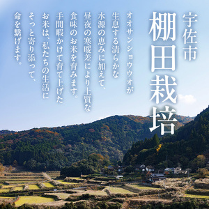 ヒノヒカリ 白米 (5kg) お米 ごはん ご飯 ひのひかり 数量限定 【118300300】【真田　定二】