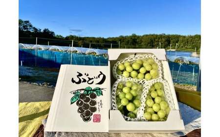 訳あり シャインマスカット 岡山県産ぶどう 訳ありシャインマスカット約1㎏【nisfarm019-01】